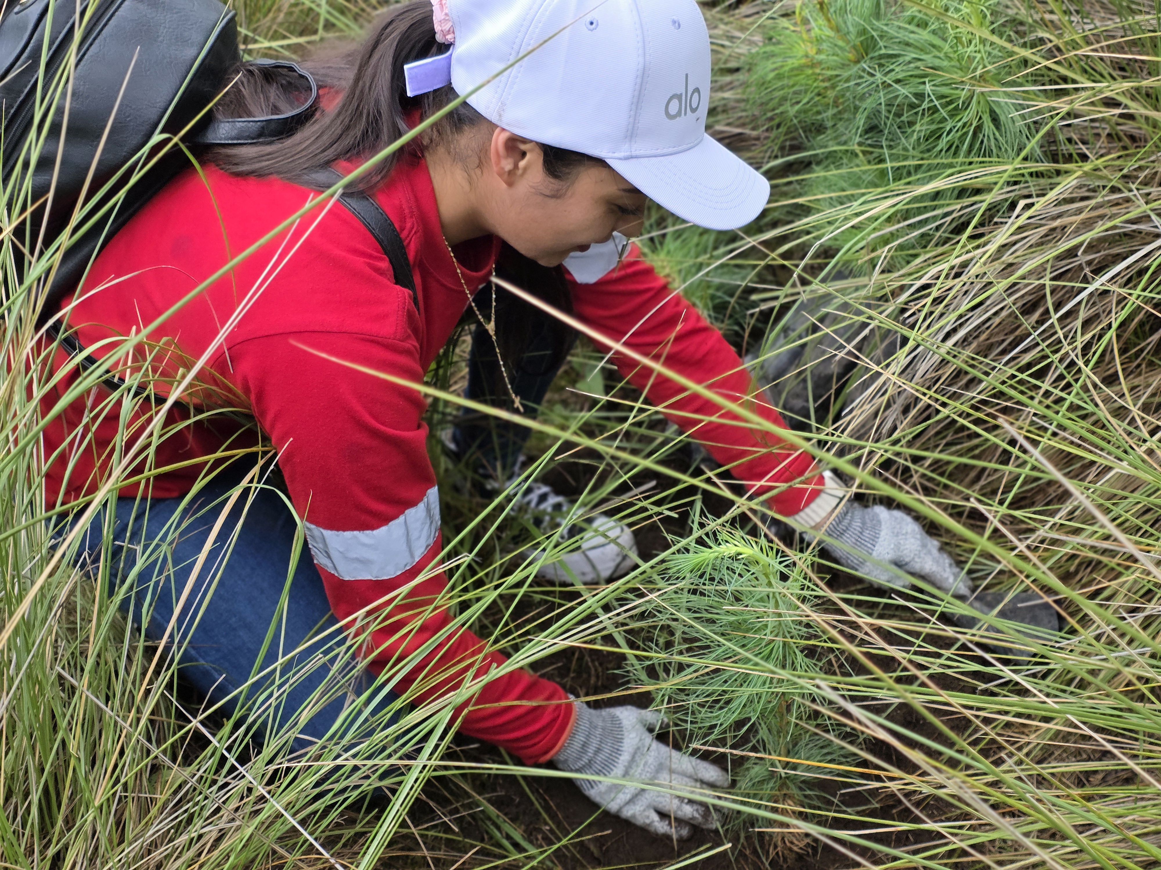 Reforestación Toluca